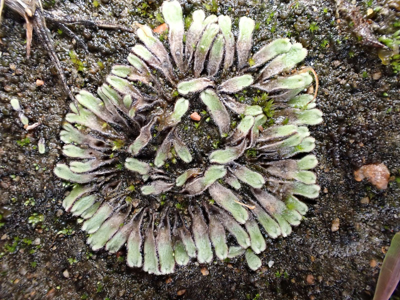 Riccia beyrichiana